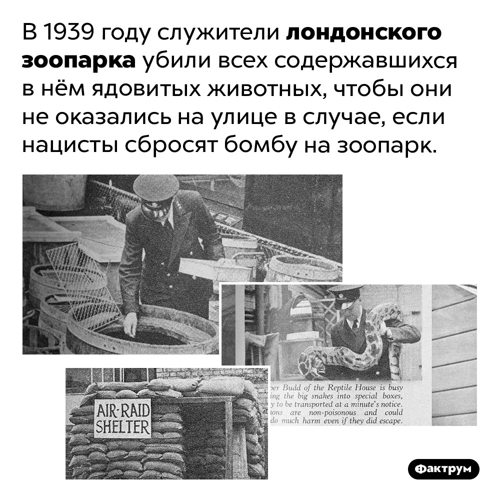 В 1939 году служители лондонского зоопарка убили всех ядовитых животных в нём. В 1939 году служители лондонского зоопарка убили всех содержавшихся в нём ядовитых животных, чтобы они не оказались на улице в случае, если нацисты сбросят бомбу на зоопарк.