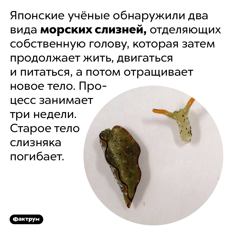 Слизняк, отбрасывающий голову. Японские учёные обнаружили два вида морских слизней, отделяющих собственную голову, которая затем продолжает жить, двигаться и питаться, а потом отращивает новое тело. Процесс занимает три недели. Старое тело слизняка погибает.