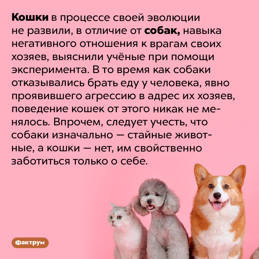 Кошки не реагируют на врагов своих хозяев. Кошки в процессе своей эволюции не развили, в отличие от собак, навыка негативного отношения к врагам своих хозяев, выяснили учёные при помощи эксперимента. В то время как собаки отказывались брать еду у человека, явно проявившего агрессию в адрес их хозяев, поведение кошек от этого никак не менялось. Впрочем, следует учесть, что собаки изначально — стайные животные, а кошки — нет, им свойственно заботиться только о себе.