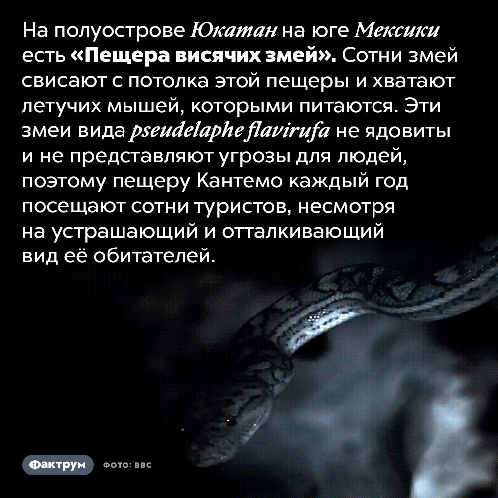 Пещера висячих змей. На полуострове Юкатан на юге Мексики есть «Пещера висячих змей». Сотни глухих и слепых змей свисают с потолка этой пещеры и хватают летучих мышей, которыми питаются. Эти змеи вида pseudelaphe flavirufa не ядовиты и не представляют угрозы для людей, поэтому пещеру Кантемо каждый год посещают сотни туристов, несмотря на устрашающий и отталкивающий вид её обитателей.
