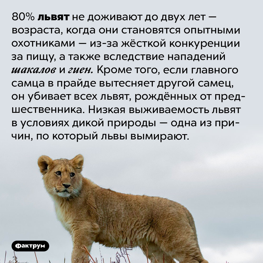 Только двое из десяти львят доживают до взрослого возраста. 80% львят не доживают до двух лет — возраста, когда они становятся опытными охотниками — из-за жёсткой конкуренции за пищу, а также вследствие нападений шакалов и гиен. Кроме того, если главного самца в прайде вытесняет другой самец, он убивает всех львят, рождённых от предшественника. Низкая выживаемость львят в условиях дикой природы — одна из причин, по который львы вымирают.