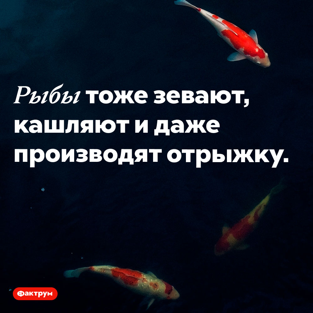 Рыбы тоже делают это. Рыбы тоже зевают, кашляют и даже производят отрыжку. 