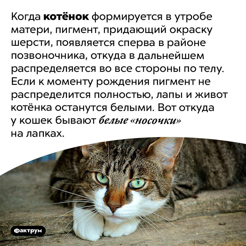 Откуда у кошек берутся белые «носочки»?. Когда котёнок формируется в утробе матери, пигмент, придающий окраску шерсти, появляется сперва в районе позвоночника, откуда в дальнейшем распределяется во все стороны по телу. Если к моменту рождения пигмент не распределится полностью, лапы и живот котёнка останутся белыми. Вот откуда у кошек бывают белые «носочки» на лапках.