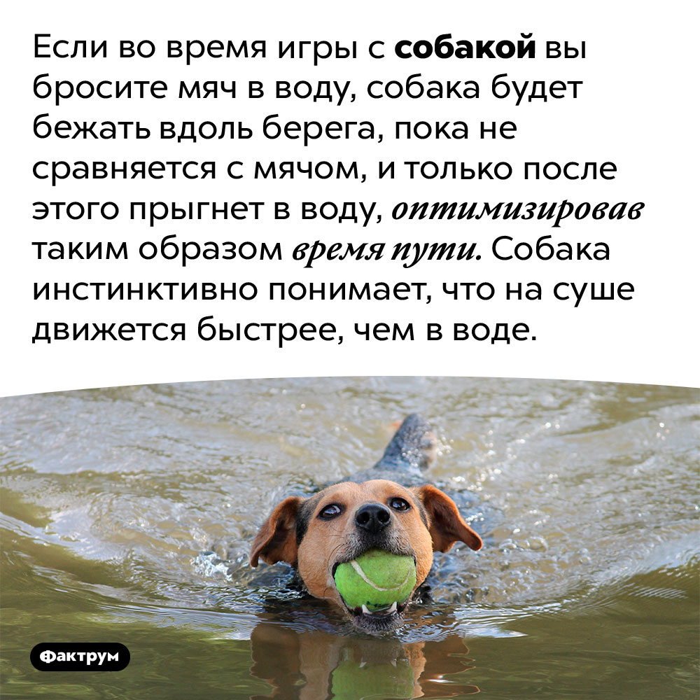Собаки инстинктивно делают математический расчёт, чтобы минимизировать время доставания мяча из воды. Если во время игры с собакой вы бросите мяч в воду, собака будет бежать вдоль берега, пока не сравняется с мячом, и только после этого прыгнет в воду, оптимизировав таким образом время пути. Собака инстинктивно понимает, что на суше движется быстрее, чем в воде.
