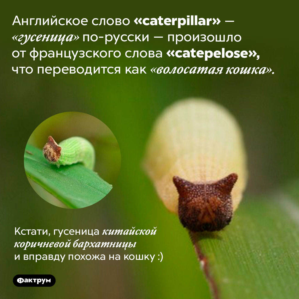 Есть ли связь между гусеницами и кошками. Умные люди склонны к беспорядку, поздно ложатся спать и часто ругаются матом — утверждают исследователи.