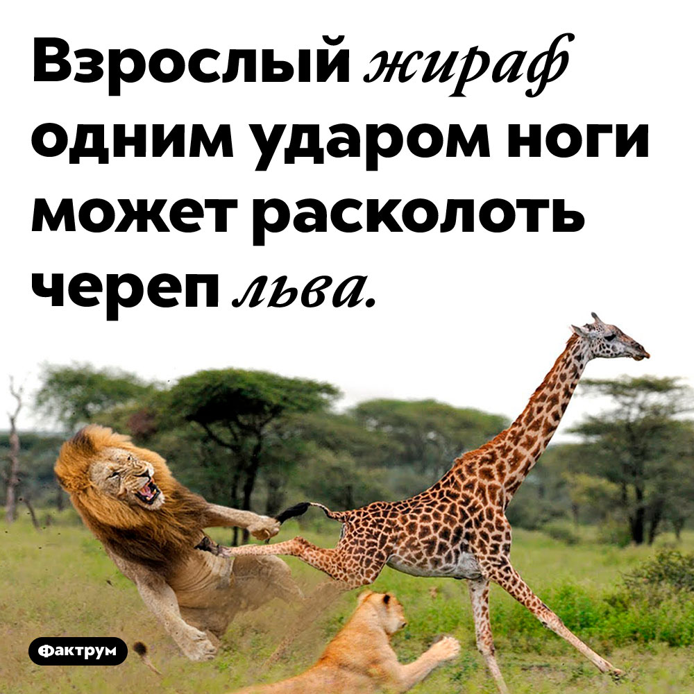 Жирафы очень сильны. Взрослый жираф одним ударом ноги может расколоть череп льва. 