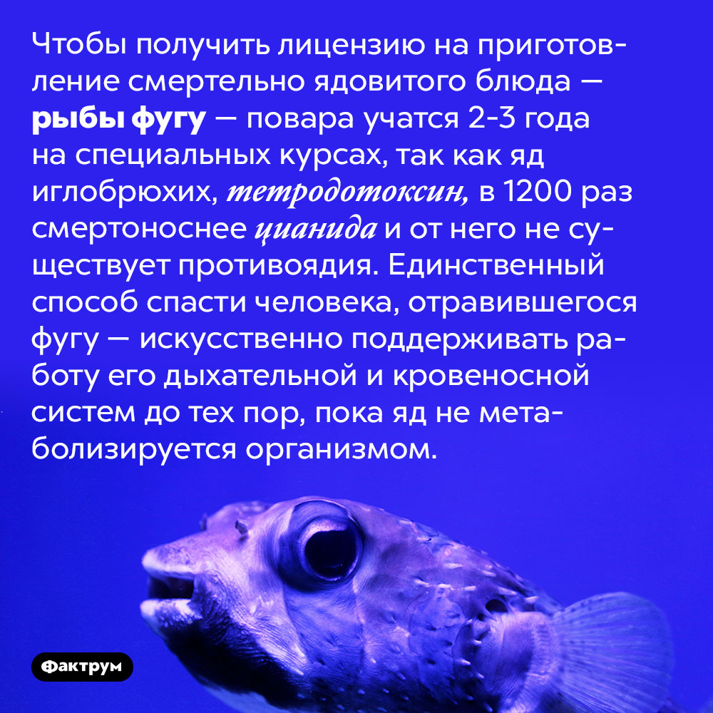 Рыба фугу презентация
