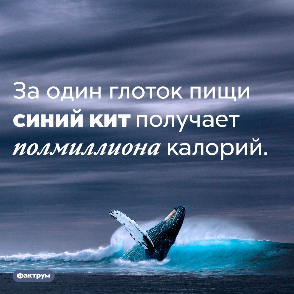 Синий кит получает 500 000 калорий за один глоток. За один глоток пищи синий кит получает полмиллиона калорий.
