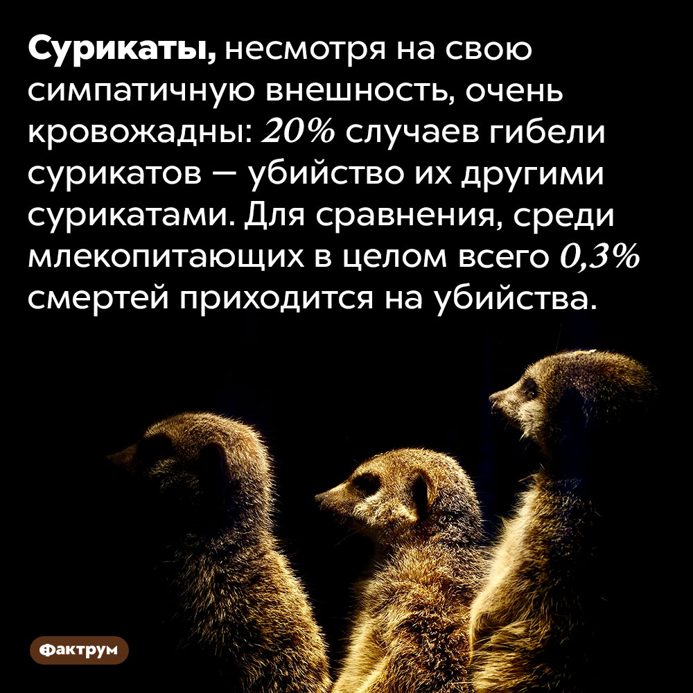 Сурикаты любят убивать. Сурикаты, несмотря на свою симпатичную внешность, очень кровожадны: 20% случаев гибели сурикатов — убийство их другими сурикатами. Для сравнения, среди млекопитающих в целом всего 0,3% смертей приходится на убийства.