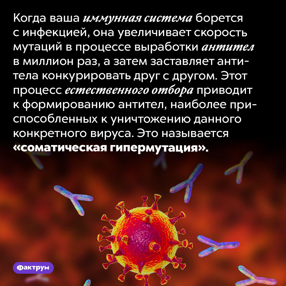 Антитела для борьбы с инфекцией проходят естественный отбор в заражённом организме. Когда ваша иммунная система борется с инфекцией, она увеличивает скорость мутаций в процессе выработки антител в миллион раз, а затем заставляет антитела конкурировать друг с другом. Этот процесс естественного отбора приводит к формированию антител, наиболее приспособленных к уничтожению данного конкретного вируса. Это называется «соматическая гипермутация».