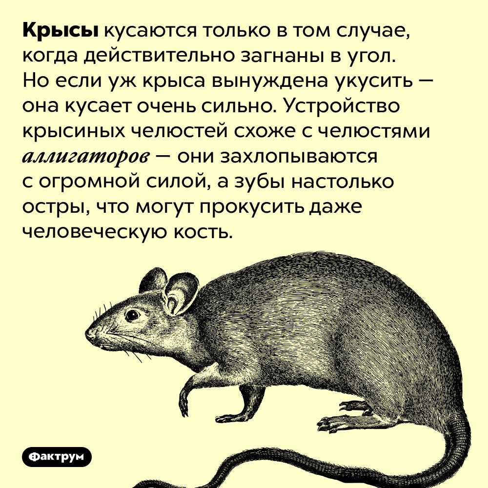 Крыса кусает как аллигатор. Крысы кусаются только в том случае, когда действительно загнаны в угол. Но если уж крыса вынуждена укусить — она кусает очень сильно. Устройство крысиных челюстей схоже с челюстями аллигаторов — они захлопываются с огромной силой, а зубы настолько остры, что могут прокусить даже человеческую кость.
