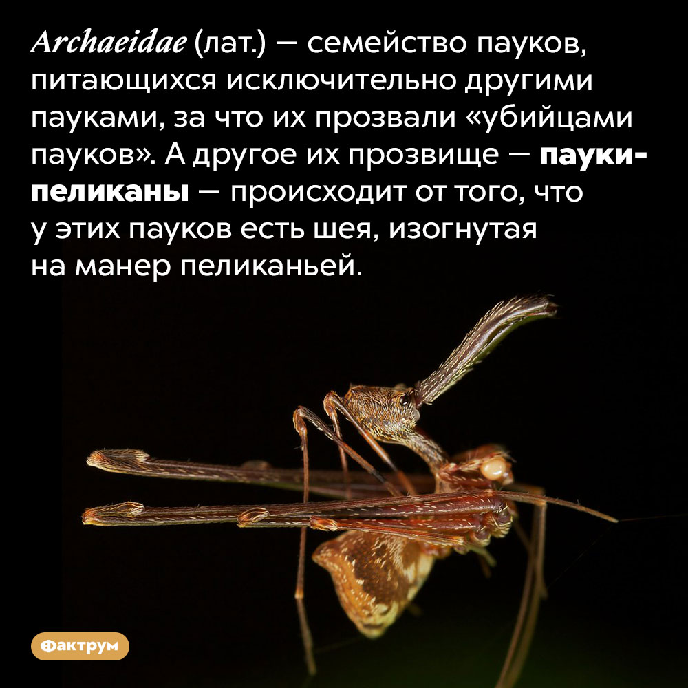 Существуют пауки с шеями как у пеликанов. Archaeidae (лат.) — семейство пауков, питающихся исключительно другими пауками, за что их прозвали «убийцами пауков». А другое их прозвище — пауки-пеликаны — происходит от того, что у этих пауков есть шея, изогнутая на манер пеликаньей.