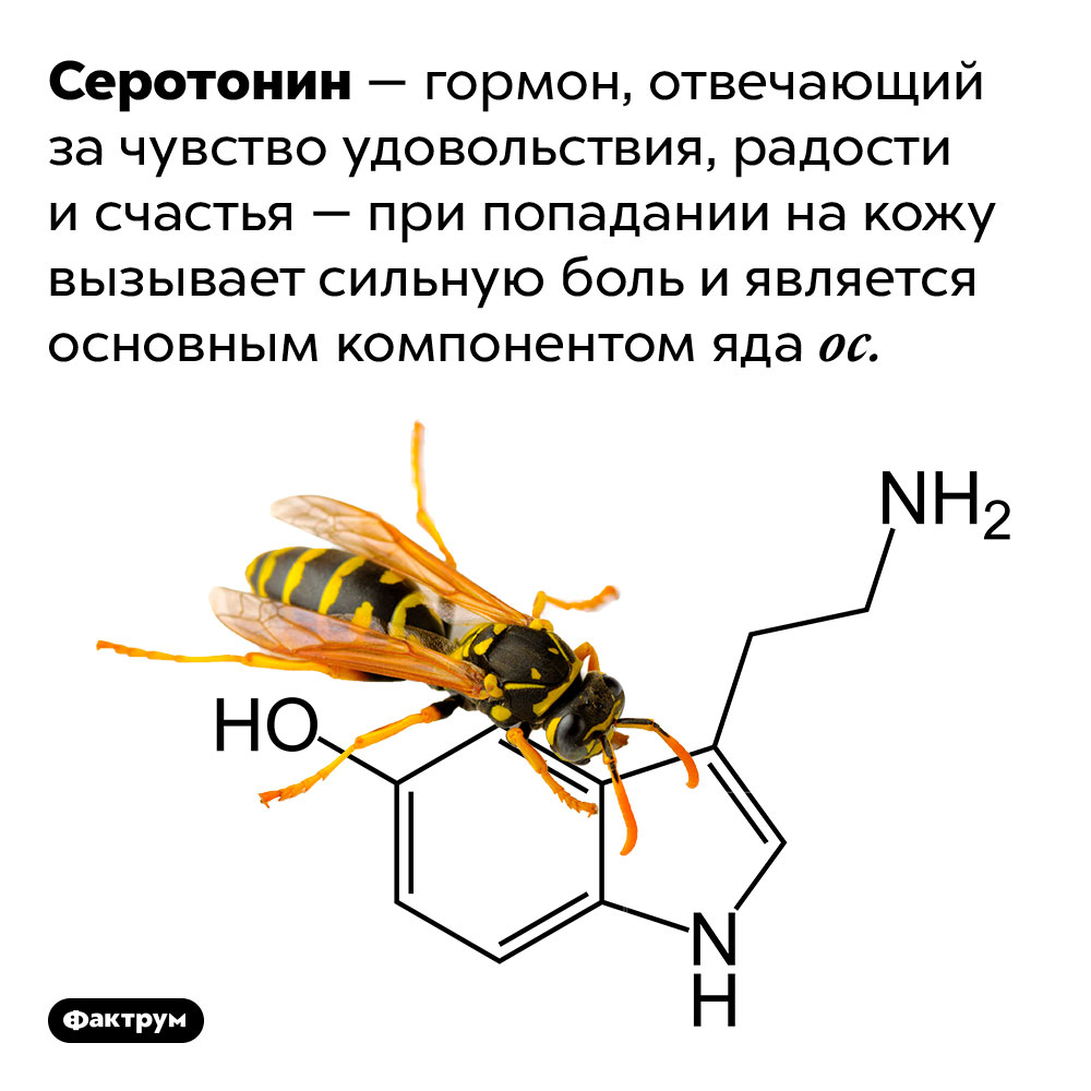 Гормон счастья причиняет боль. Серотонин — гормон, отвечающий за чувство удовольствия, радости и счастья — при попадании на кожу вызывает сильную боль и является основным компонентом яда ос.
