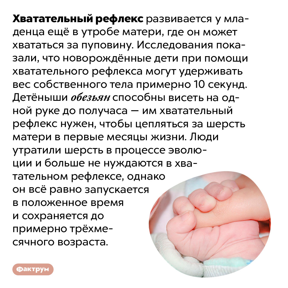 Зачем нужен хватательный рефлекс у младенцев?. Хватательный рефлекс развивается у младенца ещё в утробе матери, где он может хвататься за пуповину. Исследования показали, что новорождённые дети при помощи хватательного рефлекса могут удерживать вес собственного тела примерно 10 секунд. Детёныши обезьян способны висеть на одной руке до получаса — им хватательный рефлекс нужен, чтобы цепляться за шерсть матери в первые месяцы жизни. Люди утратили шерсть в процессе эволюции и больше не нуждаются в хватательном рефлексе, однако он всё равно запускается в положенное время и сохраняется до примерно трёхмесячного возраста.