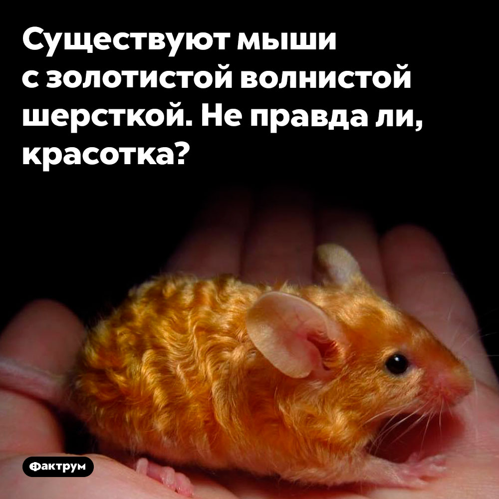 Золотая волнистая мышь. Существуют мыши с золотистой волнистой шерсткой. Не правда ли, красотка?