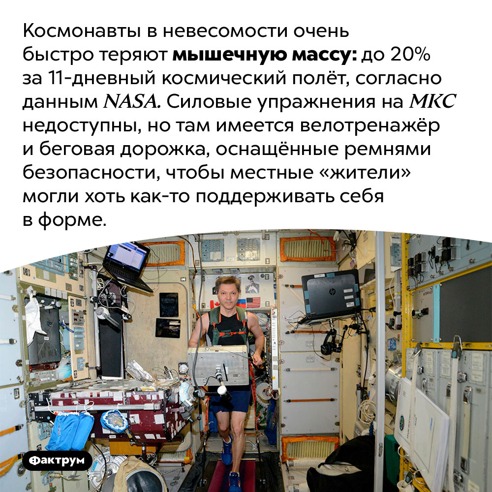 В невесомости люди быстро теряют мышцы. Космонавты в невесомости очень быстро теряют мышечную массу: до 20% за 11-дневный космический полёт, согласно данным NASA. Силовые упражнения на МКС недоступны, но там имеется велотренажёр и беговая дорожка, оснащённые ремнями безопасности, чтобы местные «жители» могли хоть как-то поддерживать себя в форме.