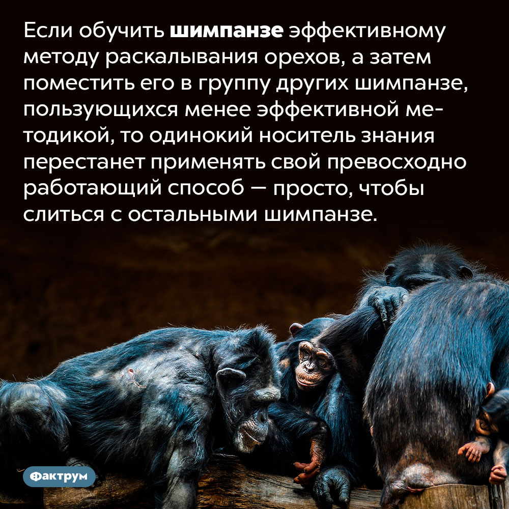Для шимпанзе единство с коллективом важнее личного преимущества. Если обучить шимпанзе эффективному методу раскалывания орехов, а затем поместить его в группу других шимпанзе, пользующихся менее эффективной методикой, то одинокий носитель знания перестанет применять свой превосходно работающий способ — просто, чтобы слиться с остальными шимпанзе.