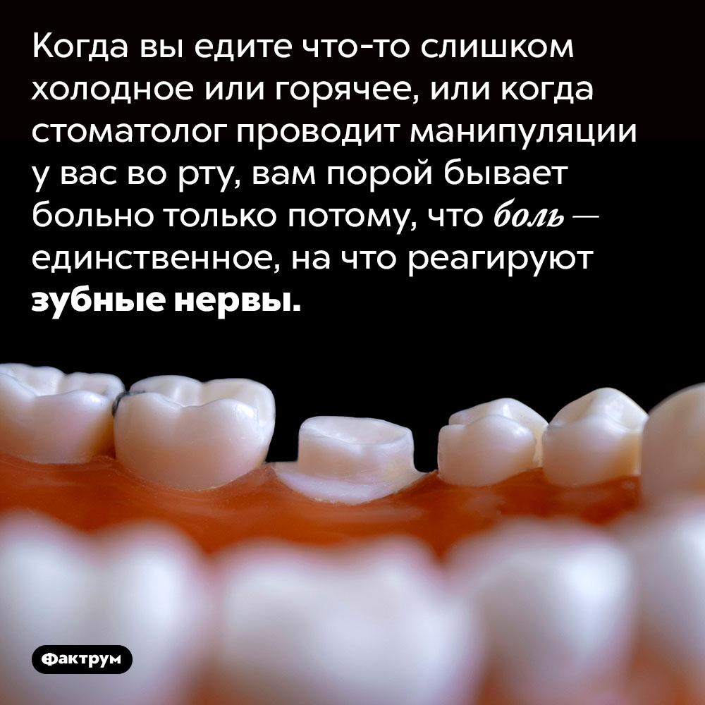 Зубы могут чувствовать только боль. Когда вы едите что-то слишком холодное или горячее, или когда стоматолог проводит манипуляции у вас во рту, вам порой бывает больно только потому, что боль — единственное, на что реагируют зубные нервы.