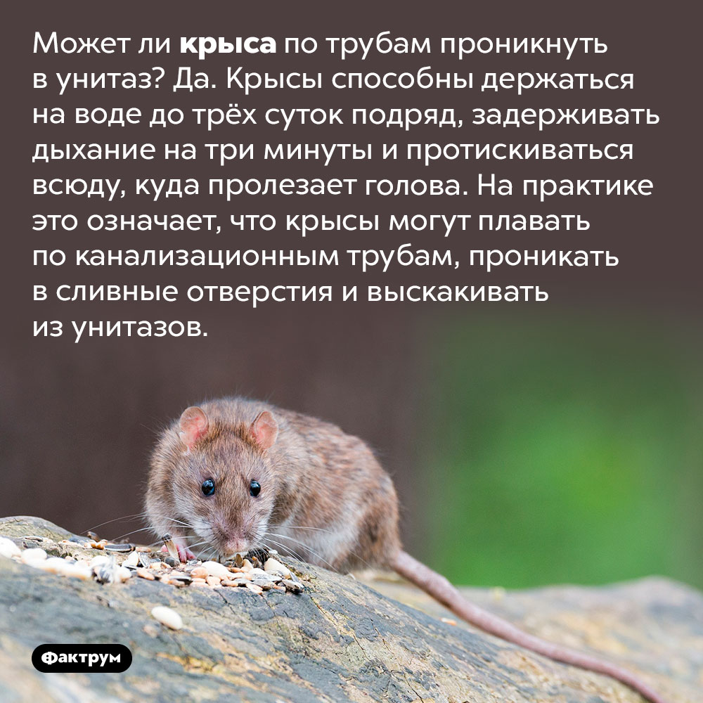 Может ли крыса проникнуть в унитаз. Может ли крыса по трубам проникнуть в унитаз? Да. Крысы способны держаться на воде до трёх суток подряд, задерживать дыхание на три минуты и протискиваться всюду, куда пролезает голова. На практике это означает, что крысы могут плавать по канализационным трубам, проникать в сливные отверстия и выскакивать из унитазов.