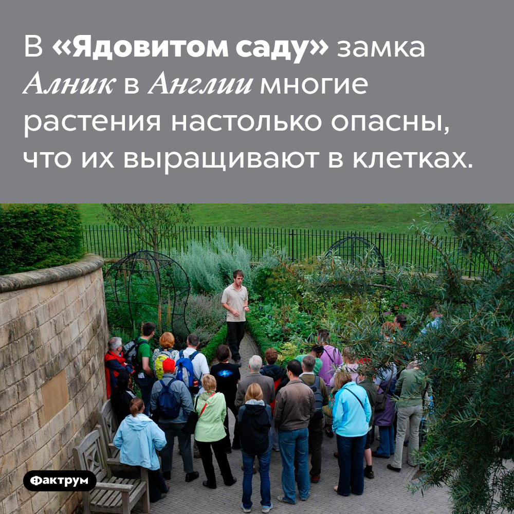 В «Ядовитом саду» растения держат в клетках. В «Ядовитом саду» замка Алник в Англии многие растения настолько опасны, что их выращивают в клетках.
