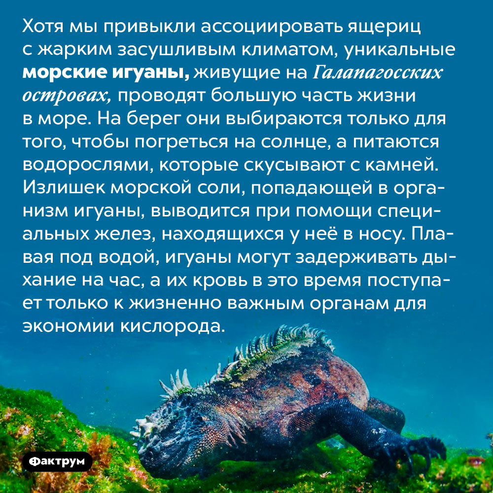 Удивительные морские игуаны. Хотя мы привыкли ассоциировать ящериц с жарким засушливым климатом, уникальные морские игуаны, живущие на Галапагосских островах, проводят большую часть жизни в море. На берег они выбираются только для того, чтобы погреться на солнце, а питаются водорослями, которые скусывают с камней. Излишек морской соли, попадающей в организм игуаны, выводится при помощи специальных желез, находящихся у неё в носу. Плавая под водой, игуаны могут задерживать дыхание на час, а их кровь в этом время поступает только к жизненно важным органам для экономии кислорода.