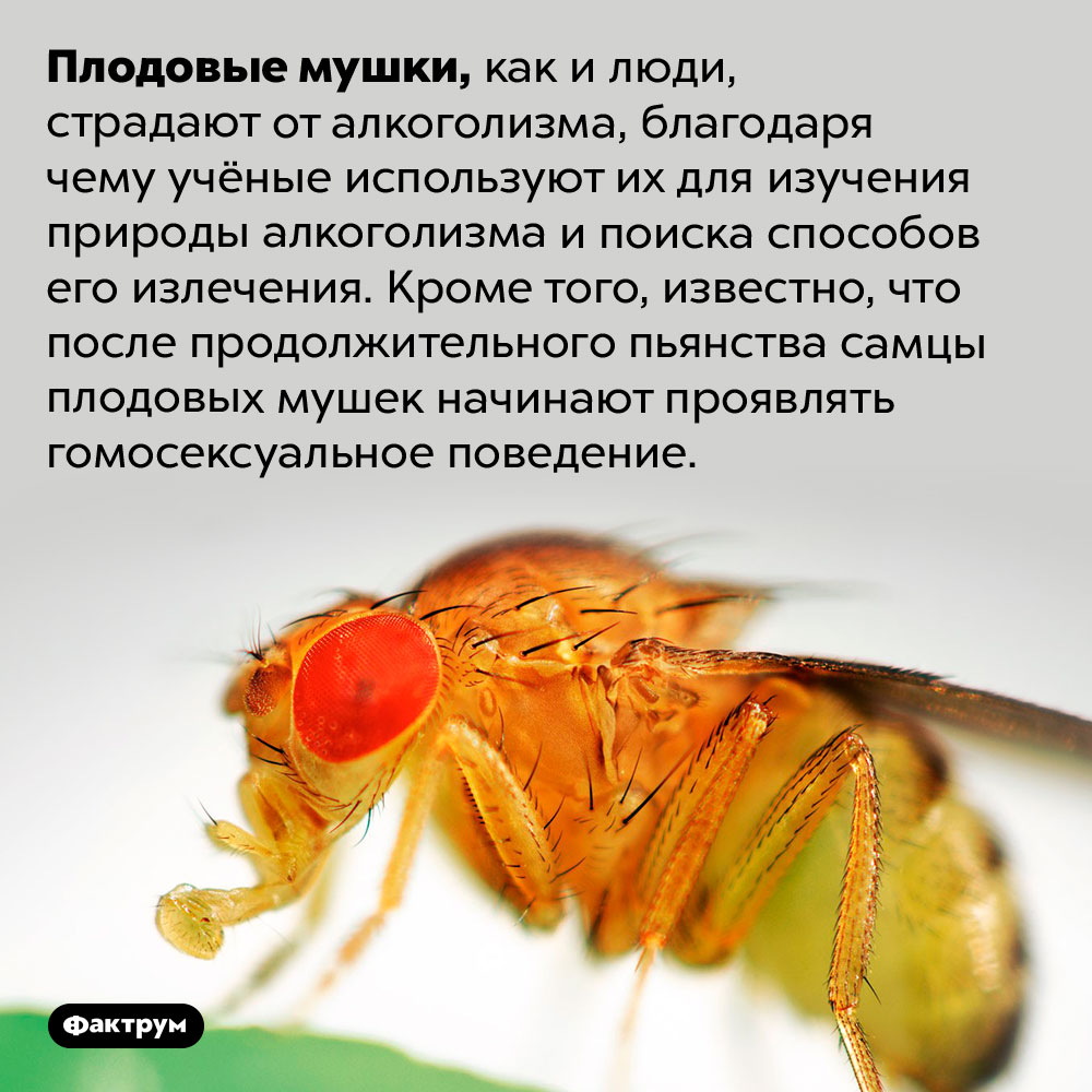 Плодовые мушки страдают от алкоголизма. Плодовые мушки, как и люди, страдают от алкоголизма, благодаря чему учёные используют их для изучения природы алкоголизма и поиска способов его излечения. Кроме того, известно, что после продолжительного пьянства самцы плодовых мушек начинают проявлять гомосексуальное поведение.