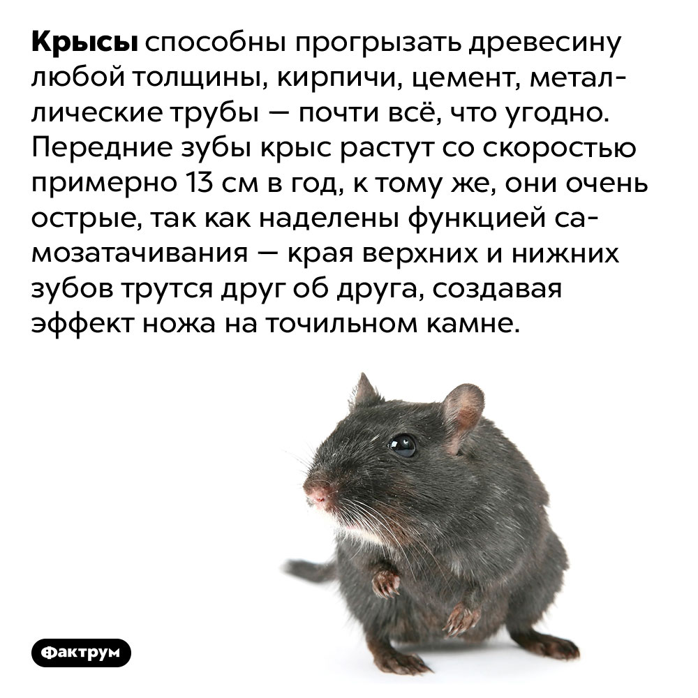 У крыс самозатачивающиеся зубы. Крысы способны прогрызать древесину любой толщины, кирпичи, цемент, металлические трубы — почти всё, что угодно. Передние зубы крыс растут со скоростью примерно 13 см в год, к тому же, они очень острые, так как наделены функцией самозатачивания — края верхних и нижних зубов трутся друг об друга, создавая эффект ножа на точильном камне.