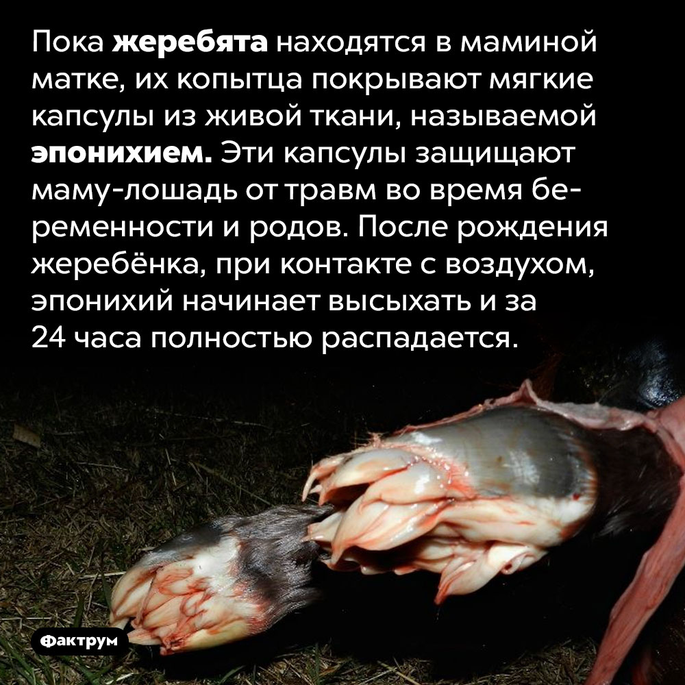 Находясь в маминой матке, жеребята одеты в «носочки». Пока жеребята находятся в маминой матке, их копытца покрывают мягкие капсулы из живой ткани, называемой эпонихием. Эти капсулы защищают маму-лошадь от травм во время беременности и родов. После рождения жеребёнка, при контакте с воздухом, эпонихий начинает высыхать и за 24 часа полностью распадается.