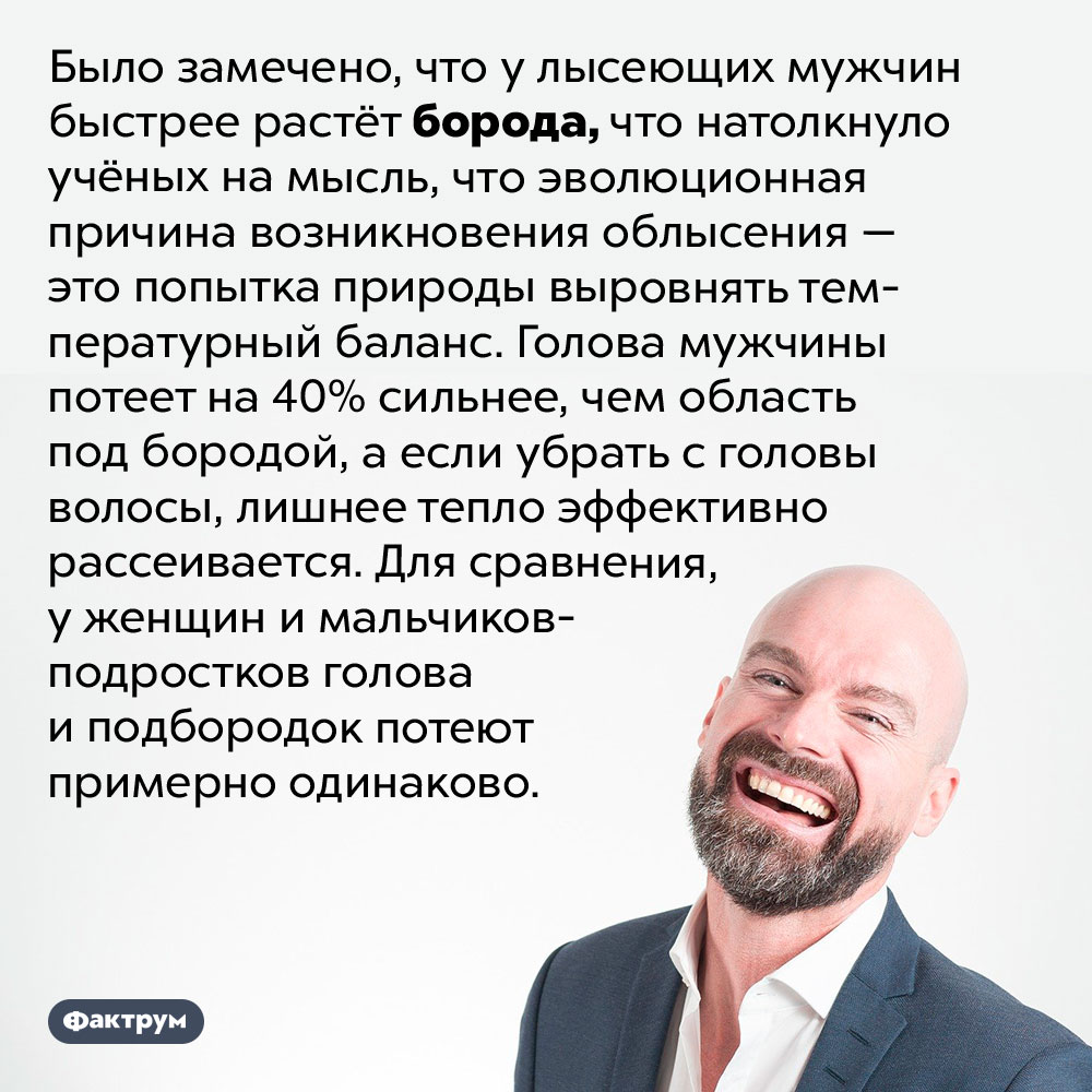 Между лысиной и бородой существует связь. Было замечено, что у лысеющих мужчин быстрее растёт борода, что натолкнуло учёных на мысль, что эволюционная причина возникновения облысения — это попытка природы выровнять температурный баланс. Голова мужчины потеет на 40% сильнее, чем область под бородой, а если убрать с головы волосы, лишнее тепло эффективно рассеивается. Для сравнения, у женщин и мальчиков-подростков голова и подбородок потеют примерно одинаково.