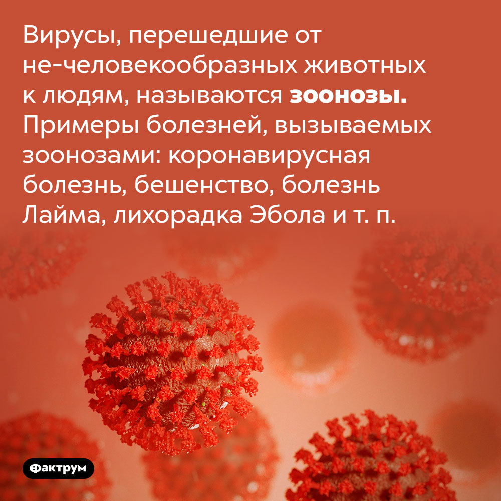 Что такое зоонозы. Вирусы, перешедшие от не-человекообразных животных к людям, называются зоонозы. Примеры болезней, вызываемых зоонозами: коронавирусная болезнь, бешенство, болезнь Лайма, лихорадка Эбола и т. п.