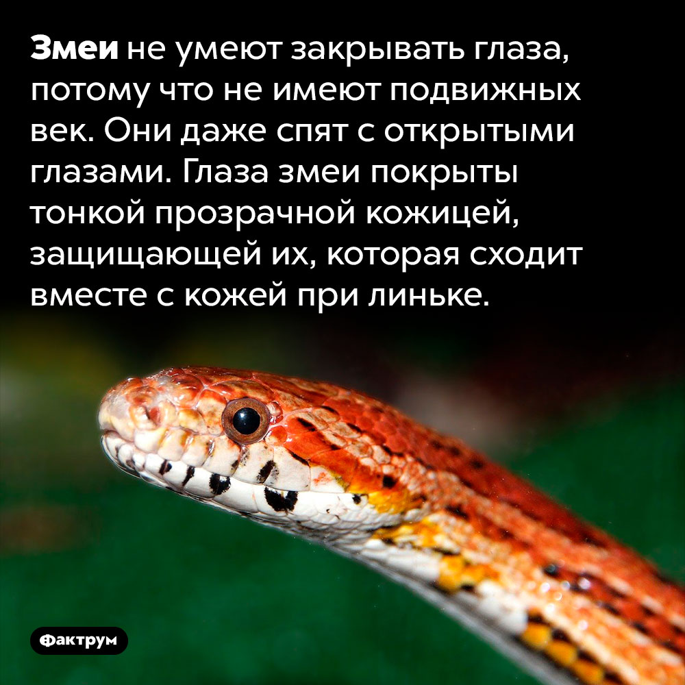 Змеи спят с открытыми глазами. Змеи не умеют закрывать глаза, потому что не имеют подвижных век. Они даже спят с открытыми глазами. Глаза змеи покрыты тонкой прозрачной кожицей, защищающей их, которая сходит вместе с кожей при линьке.