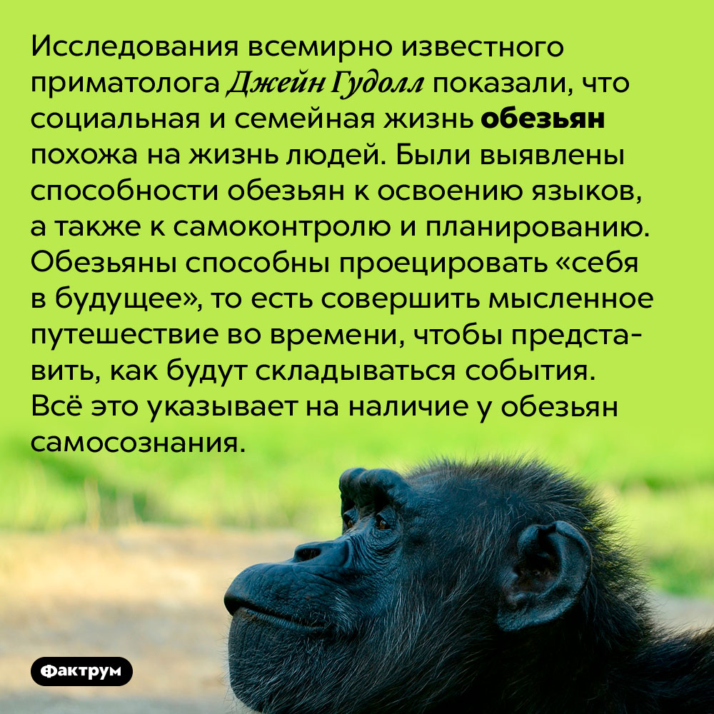 Исследования показывают, что обезьяны обладают самосознанием. Исследования всемирно известного приматолога Джейн Гудолл показали, что социальная и семейная жизнь обезьян похожа на жизнь людей. Были выявлены способности обезьян к освоению языков, а также к самоконтролю и планированию. Обезьяны способны проецировать «себя в будущее», то есть совершить мысленное путешествие во времени, чтобы представить, как будут складываться события. Всё это указывает на наличие у обезьян самосознания.