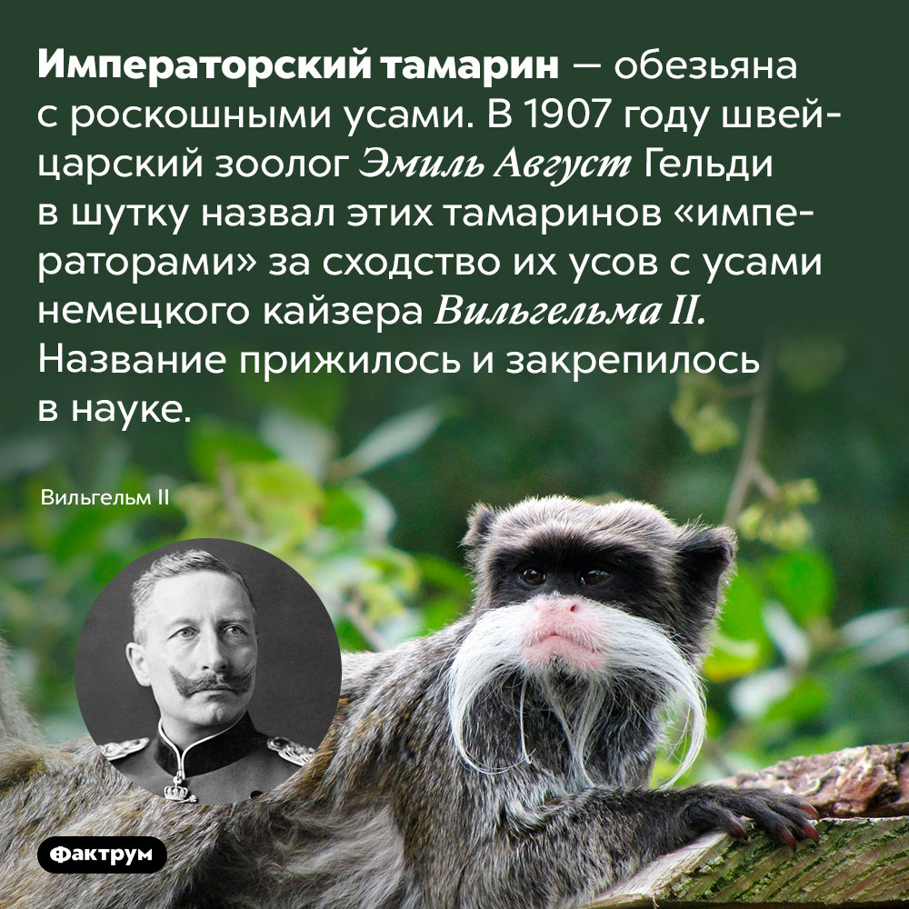 Обезьяны с роскошными усами. Императорский тамарин — обезьяна с роскошными усами. В 1907 году швейцарский зоолог Эмиль Август Гельди в шутку назвал этих тамаринов «императорами» за сходство их усов с усами немецкого кайзера Вильгельма II. Название прижилось и закрепилось в науке.