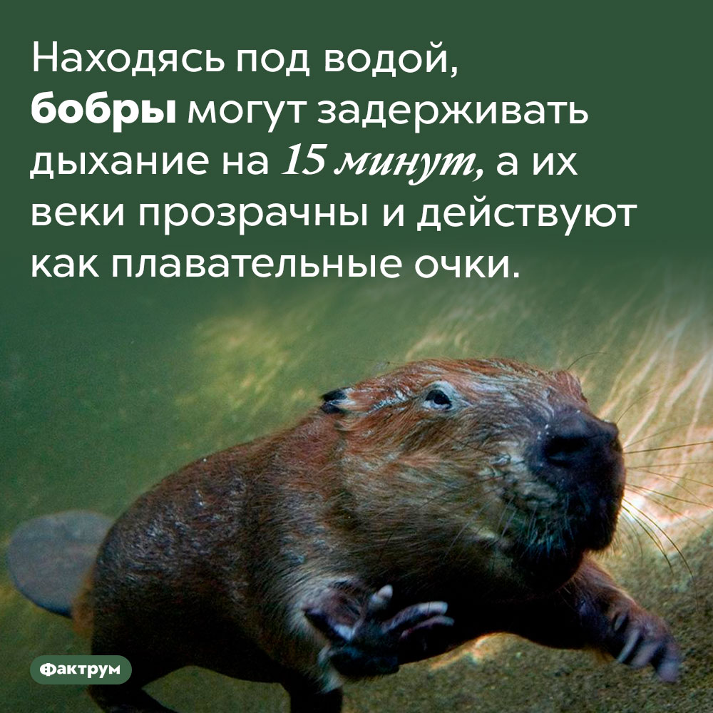 Бобры — уникальные пловцы. Находясь под водой, бобры могут задерживать дыхание на 15 минут, а их веки прозрачны и действуют как плавательные очки.