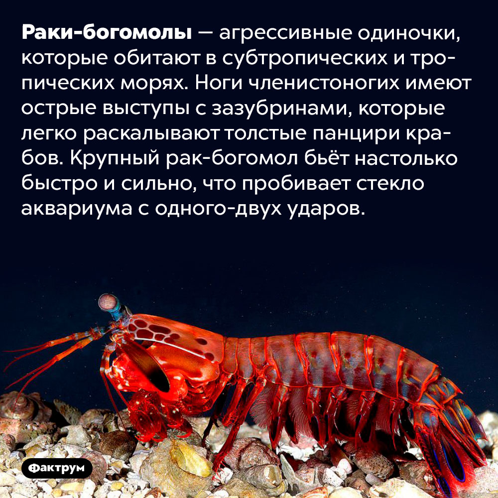 Рак-богомол настолько силён, что одним ударом разбивает аквариум. Раки-богомолы — агрессивные одиночки, которые обитают в субтропических и тропических морях. Ноги членистоногих имеют острые выступы с зазубринами, которые легко раскалывают толстые панцири крабов. Крупный рак-богомол бьёт настолько быстро и сильно, что пробивает стекло аквариума с одного-двух ударов.