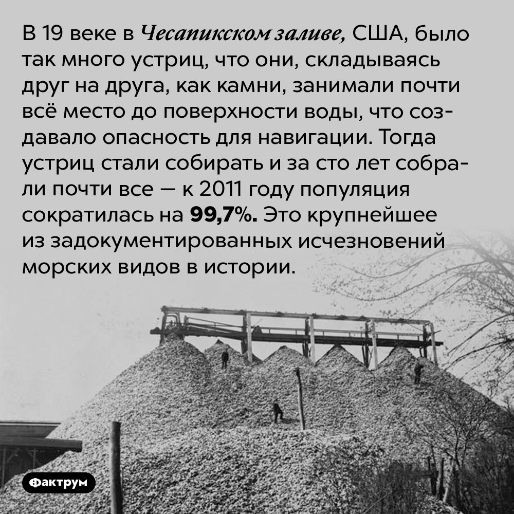 Крупнейшее из задокументированных исчезновений морских видов в истории. В 19 веке в Чесапикском заливе, США, было так много устриц, что они, складываясь друг на друга, как камни, занимали почти всё место до поверхности воды, что создавало опасность для навигации. Тогда устриц стали собирать и за сто лет собрали почти все — к 2011 году популяция сократилась на 99,7%. Это крупнейшее из задокументированных исчезновений морских видов в истории.