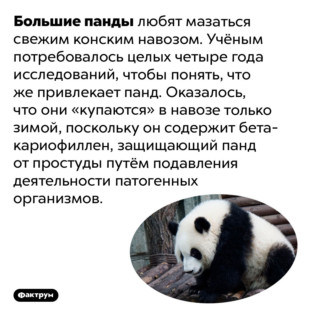 Панды любят купаться в конском навозе. Большие панды любят мазаться свежим конским навозом. Учёным потребовалось целых четыре года исследований, чтобы понять, что же привлекает панд. Оказалось, что они «купаются» в навозе только зимой, поскольку он содержит бета-кариофиллен, защищающий панд от простуды путём подавления деятельности патогенных организмов. 
