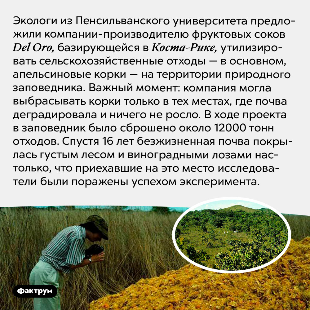 Лес на апельсиновых корках. Экологи из Пенсильванского университета предложили компании-производителю фруктовых соков <em>Del Oro,</em> базирующейся в Коста-Рике, утилизировать сельскохозяйственные отходы — в основном, апельсиновые корки — на территории природного заповедника. Важный момент: компания могла выбрасывать корки только в тех местах, где почва деградировала и ничего не росло. В ходе проекта в заповедник было сброшено около 12000 тонн отходов. Спустя 16 лет безжизненная почва покрылась густым лесом и виноградными лозами настолько, что приехавшие на это место исследователи были поражены успехом эксперимента.