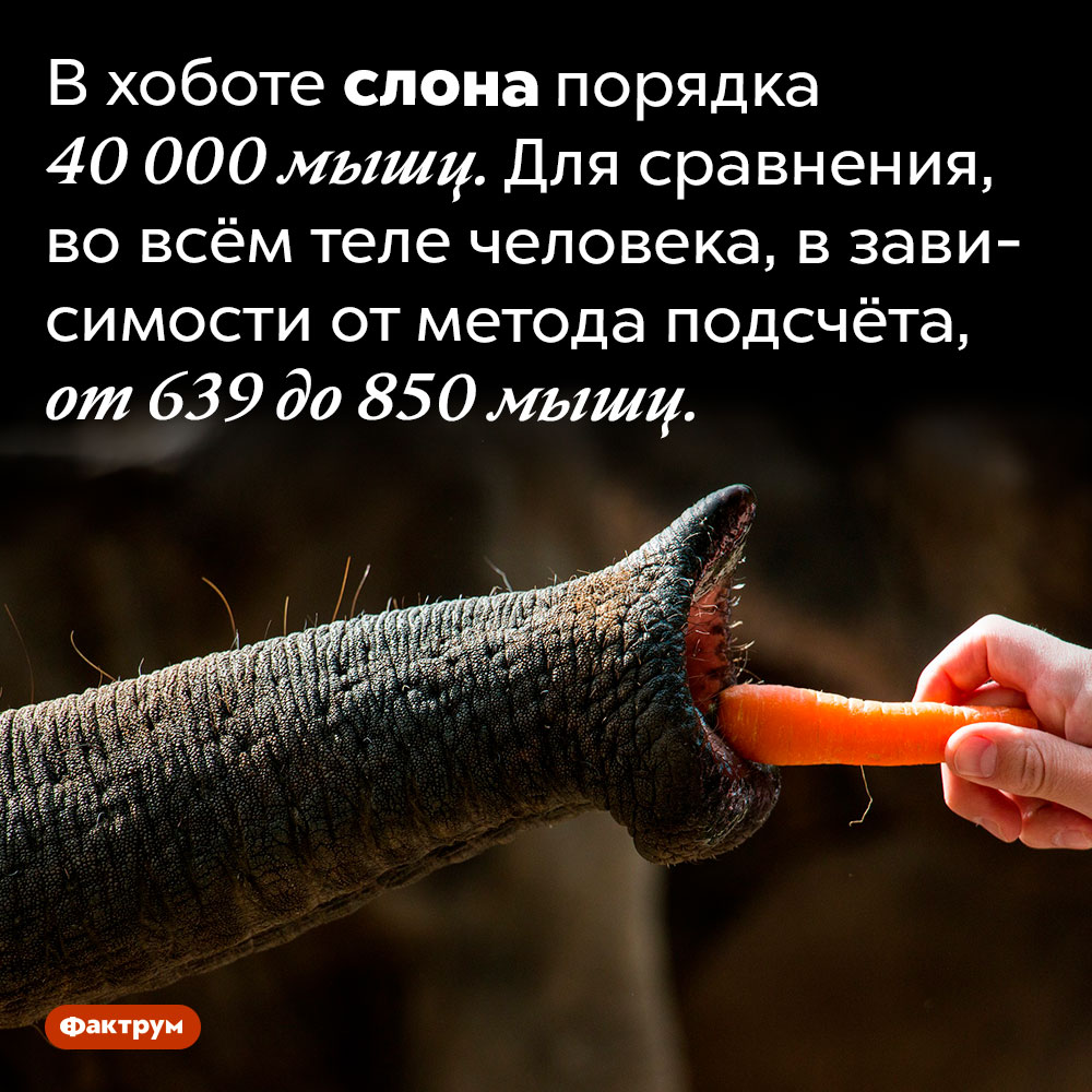 Сколько мышц в хоботе у слона?. В хоботе слона порядка 40 000 мышц. Для сравнения, во всём теле человека, в зависимости от метода подсчёта, от 639 до 850 мышц.