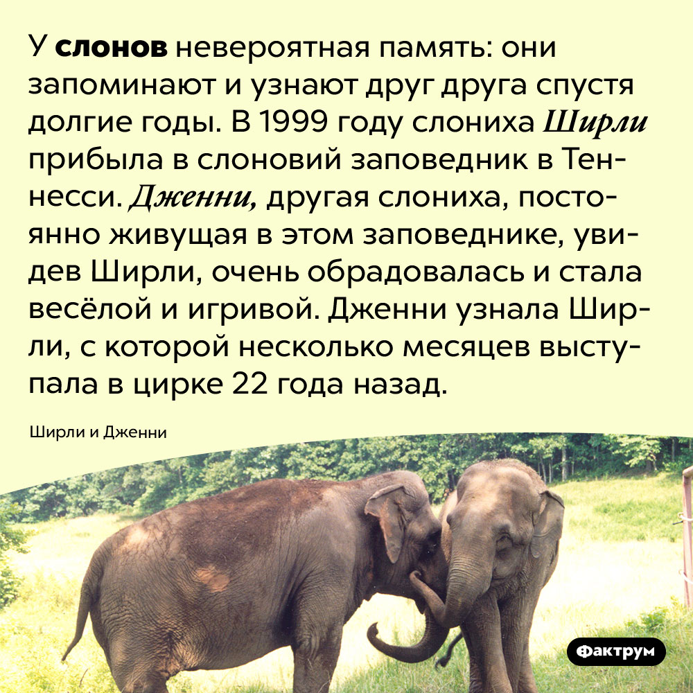 Слоны запоминают друг друга на долгие годы. У слонов невероятная память: они запоминают и узнают друг друга спустя долгие годы. В 1999 году слониха Ширли прибыла в слоновий заповедник в Теннесси. Дженни, другая слониха, постоянно живущая в этом заповеднике, увидев Ширли, очень обрадовалась и стала весёлой и игривой. Дженни узнала Ширли, с которой несколько месяцев выступала в цирке 22 года назад.