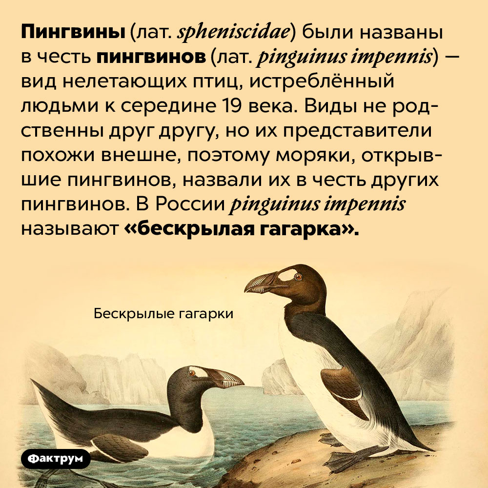 Пингвинов назвали в честь других пингвинов. Пингвины (лат. <em>spheniscidae</em>) были названы в честь пингвинов (лат. <em>pinguinus impennis</em>) — вид нелетающих птиц, истреблённый людьми к середине 19 века. Виды не родственны друг другу, но их представители похожи внешне, поэтому моряки, открывшие пингвинов, назвали их в честь других пингвинов. В России <em>pinguinus impennis</em> называют «бескрылая гагарка».