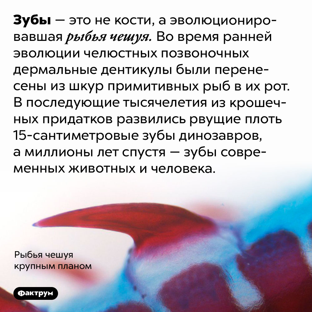 Зубы — это эволюционировавшая чешуя. Зубы — это не кости, а эволюционировавшая рыбья чешуя. Во время ранней эволюции челюстных позвоночных дермальные дентикулы были перенесены из шкур примитивных рыб в их рот. В последующие тысячелетия из крошечных придатков развились рвущие плоть 15-сантиметровые зубы динозавров, а миллионы лет спустя — зубы современных животных и человека.