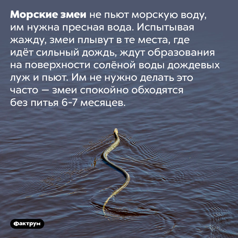 Как пьют морские змеи. Морские змеи не пьют морскую воду, им нужна пресная вода. Испытывая жажду, змеи плывут в те места, где идёт сильный дождь, ждут образования на поверхности солёной воды дождевых луж и пьют. Им не нужно делать это часто — змеи спокойно обходятся без питья 6-7 месяцев.