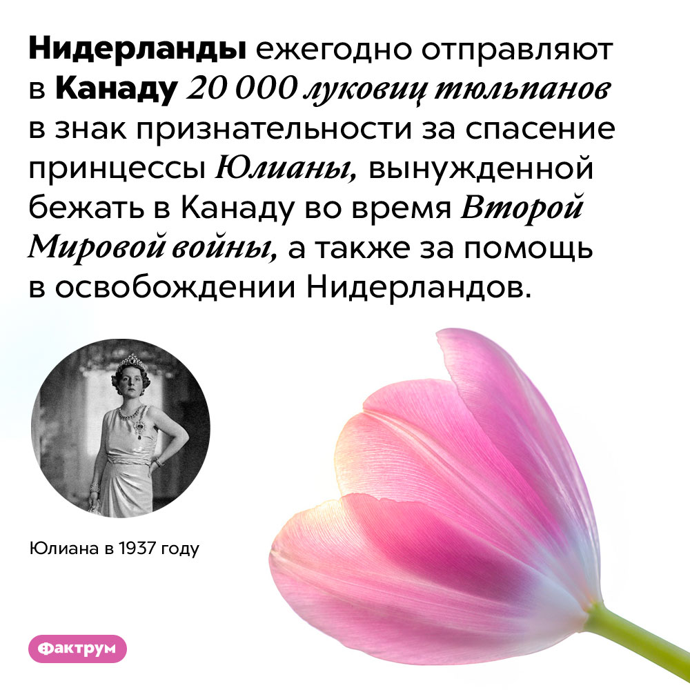 Нидерланды дарят Канаде десятки тысяч луковиц тюльпанов каждый год. Нидерланды ежегодно отправляют в Канаду 20 000 луковиц тюльпанов в знак признательности за спасение принцессы Юлианы, вынужденной бежать в Канаду во время Второй Мировой войны, а также за помощь в освобождении Нидерландов.