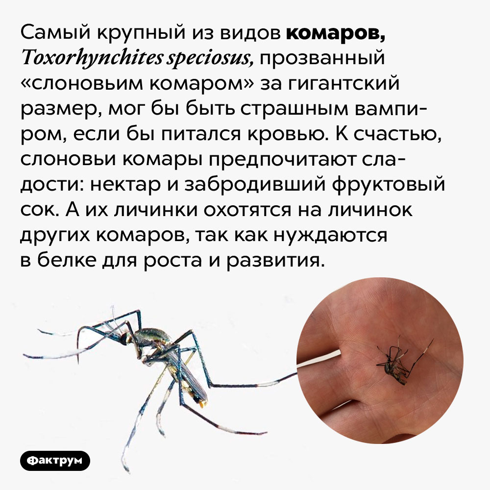 Самый большой в мире комар пьёт нектар, а не кровь. Самый крупный из видов комаров, <em>Toxorhynchites speciosus,</em> прозванный «слоновьим комаром» за гигантский размер, мог бы быть страшным вампиром, если бы питался кровью. К счастью, слоновьи комары предпочитают сладости: нектар и забродивший фруктовый сок. А их личинки охотятся на личинок других комаров, так как нуждаются в белке для роста и развития.