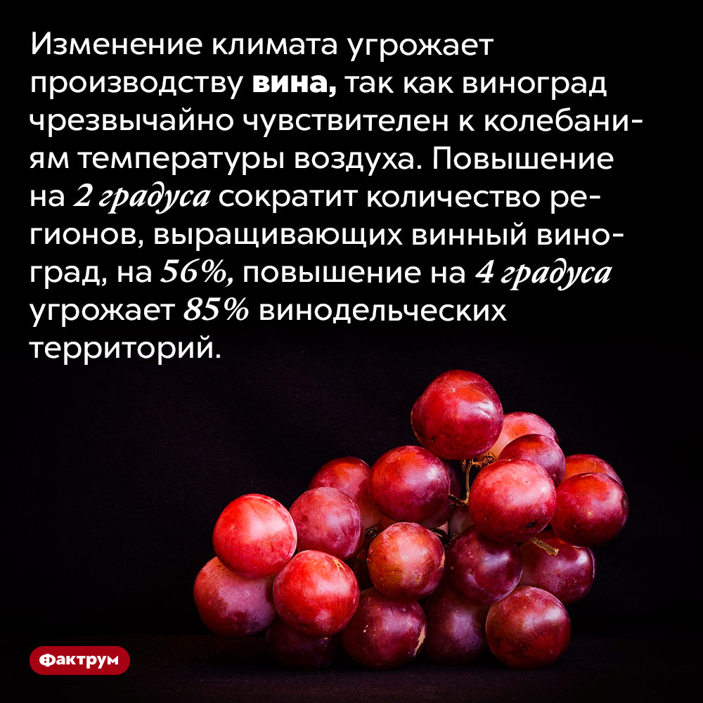 Глобальное потепление угрожает производству вина. Изменение климата угрожает производству вина, так как виноград чрезвычайно чувствителен к колебаниям температуры воздуха. Повышение на 2℃ сократит количество регионов, выращивающих винный виноград, на 56%, повышение на 4℃ угрожает 85% винодельческих территорий.