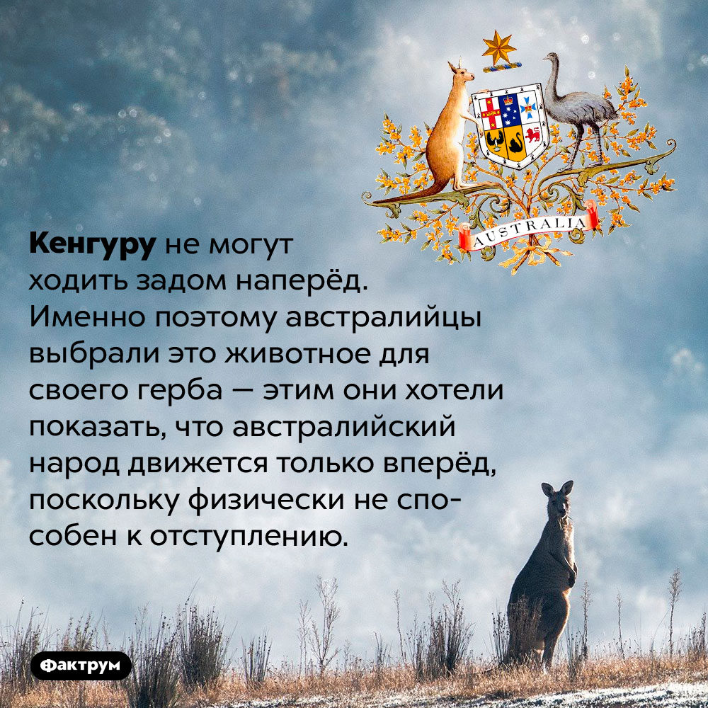 Почему на австралийском гербе изображён кенгуру. Кенгуру не могут ходить задом наперёд. Именно поэтому австралийцы выбрали это животное для своего герба — этим они хотели показать, что австралийский народ движется только вперёд, поскольку физически не способен к отступлению.