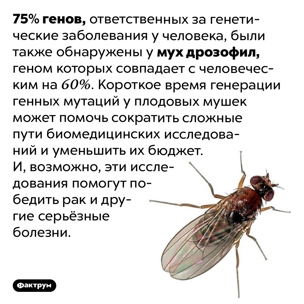 Плодовые мушки почти как мы. 75% генов, ответственных за генетические заболевания у человека, были также обнаружены у мух дрозофил, геном которых совпадает с человеческим на 60%. Короткое время генерации генных мутаций у плодовых мушек может помочь сократить сложные пути биомедицинских исследований и уменьшить их бюджет. И, возможно, эти исследования помогут победить рак и другие серьёзные болезни.