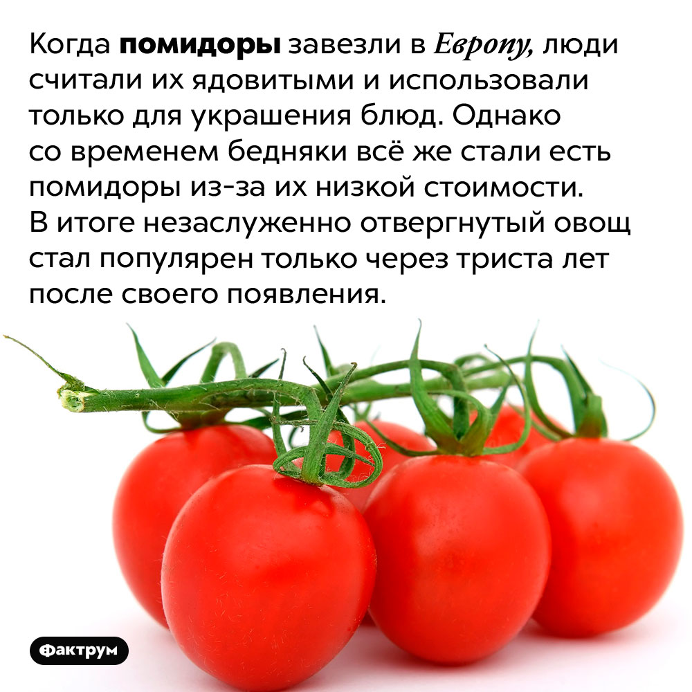 Помидоры стали популярными через триста лет после появления в Европе. Когда помидоры завезли в Европу, люди считали их ядовитыми и использовали только для украшения блюд. Однако со временем бедняки всё же стали есть помидоры из-за их низкой стоимости. В итоге незаслуженно отвергнутый овощ стал популярен только через триста лет после своего появления.