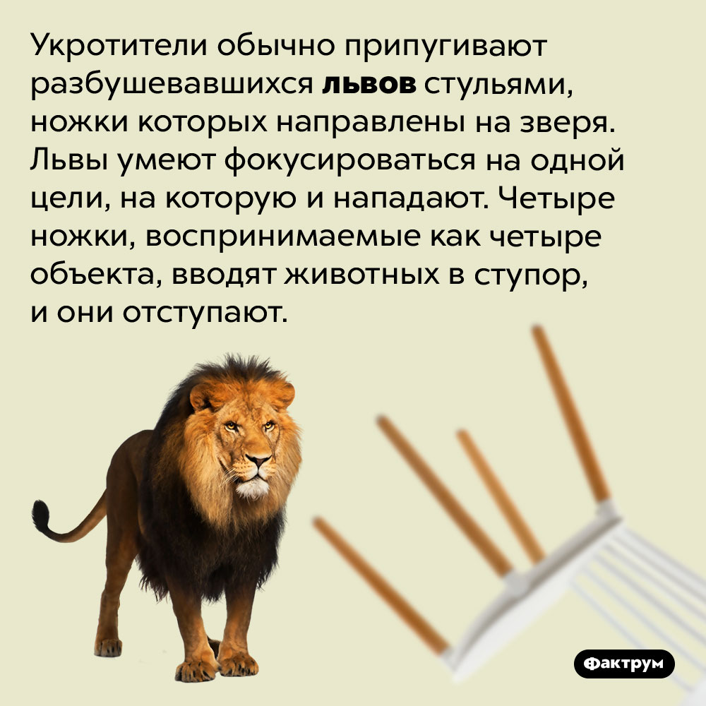 Львы не умеют фокусироваться на нескольких объектах. Укротители обычно припугивают разбушевавшихся львов стульями, ножки которых направлены на зверя. Львы умеют фокусироваться на одной цели, на которую и нападают. Четыре ножки, воспринимаемые как четыре объекта, вводят животных в ступор, и они отступают.